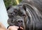 Neapolitan Mastiff leaning on a bleacher seat