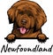 Neapolitan Mastiff peeking dog isolated on a white background