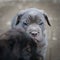 Neapolitan Mastiff puppies