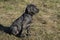 Neapolitan Mastiff puppy