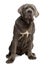 Neapolitan Mastiff puppy, 6 months old, sitting