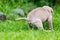 Neapolitan Mastiff Puppy Making Poop