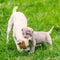 Neapolitan Mastiff Puppy Playing With A Jack Russell Terrier Adult Female Dog.