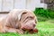 Neapolitan Mastiff Young Dog Happily Chewing A Raw Bone