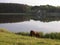 Near the lake a horse grazes.