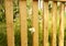 Near the new wooden fence grow daisies in the grass on a Sunny summer day