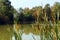 Near the pond. A common coastal plant known as: reed, cattail, punks, corn dog grass, swamp sausage, or bulrush