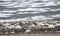 A Near Threatened Piping Plover Charadrius melodus on the Shore of a Small Pond