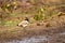 Near threatned bird river lapwing or Vanellus duvaucelii bird closeup or portrait at dhikala