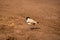 Near threatned bird river lapwing or Vanellus duvaucelii bird closeup or portrait at dhikala zone of jim corbett national park or