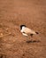 Near threatned bird river lapwing or Vanellus duvaucelii bird closeup or portrait at dhikala zone of jim corbett national park or