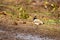 Near threatned bird river lapwing or Vanellus duvaucelii bird closeup or portrait at dhikala zone of jim corbett national park