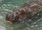 Near view of Hippo in water