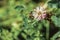 Near view of a pollinator bee flying to a flower on a summer day