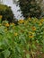 Nearing the end of sunflower season