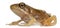 Nearly adult Common Frog, Rana temporaria