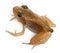 Nearly adult Common Frog, Rana temporaria