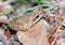 Nearly adult Common Frog, Rana temporaria