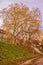 Nearly bare trees on a small hill on a cold winter day