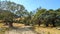 A nearly dry creek bed surrounded by trees, New Zealand