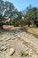 Nearly dry creek surrounded by trees