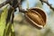 Nearly ripe almonds