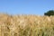 Nearly ripe golden barley field against blue sky