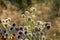 The nearly white flowers of Eryngium yuccifolium