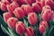 Neat cute tulip flower buds to create lovely bouquets.