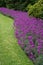 Neat flower bed of purple flowers and curved lawn with bushes in background