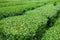 Neat green tea bushes at green-tea plantation of Jeju Island, South Korea