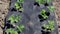 Neat long beds of strawberries covered with black agrofibre. A green strawberry plant in a dark black spunbond hole in