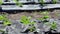 Neat long beds of strawberries covered with black agrofibre. A green strawberry plant in a dark black spunbond hole in