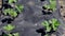 Neat long beds of strawberries covered with black agrofibre. A green strawberry plant in a dark black spunbond hole in