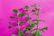 Neat Look Of Green Abstract Plant On Purple Background