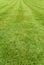 Neat manicured green turf background