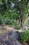 Neat old cobblestone road among trees