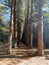 Neat and orderly towering trees, humans appear small