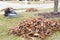 Neat raked pile of dried brown fall leaves