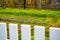 Neat rectangular garden beds with growing young white mustard green manure. Pleasant autumn evening in the home garden