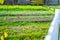 Neat rectangular garden beds with growing young white mustard green manure. Pleasant autumn evening in the home garden