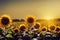 Neat round heads of golden sunflowers bloom in clearing in rays of sun.