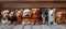 A neat row of various dog breeds sitting on a wooden background. Banner with animals
