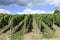 Neat Rows of Grape Vines