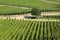 Neat Rows of Grape Vines