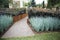 Neat rows of high green grass and maroon plants adorn the garden