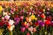 Neat Rows Tulips Colorful Flower Petals Farmer\'s Bulb Farm