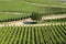 Neat Rows of Vines at German Vineyard