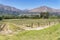 Neat rows of young grapevines growing near Franschhoek