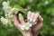 Neat spring manicure on short nails. Gel Polish summer design. Hands and Jasmine flowers